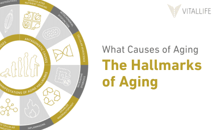 2024-02-05 What causes of aging the Hallmarks of Aging